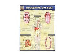 Digestive System Study Chart