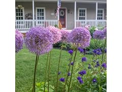 Allium Giganteum Flowers