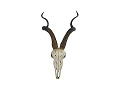 Veronese Design African Kudu Antelope Faux Skull Wall Hanging