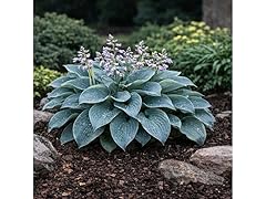 Bressingham Blue Hosta - 4 Roots