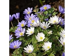 Anemone "Dutch Fireworks" Flower Mix