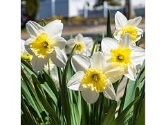 White Lion Daffodil Flowers