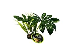 Multi Pet 48593205: Komodo Jungle Canopy Plant