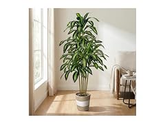 LuceAlberi 5FT Artificial Dracaena Tree