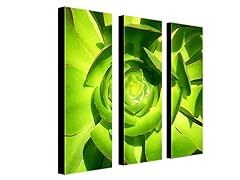 Amy Vangsgard Succulent Square