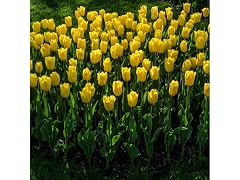 Giant Golden Sunny Tulip Flowers