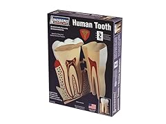 Lindberg Human Tooth Model Kit