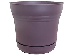 14" Saturn Planter 6 pk Exotica