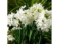 Fragrant Paperwhite Flowers