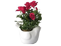 Red Mini Rose in a White Ceramic Dove Container