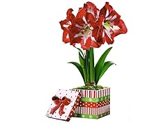 Amaryllis Bulb Gift Box