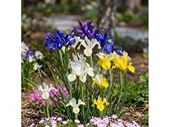 Mixed Dutch Iris Flowers