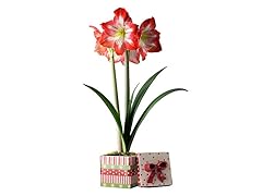 Amaryllis Minerva Red/White in a Ceramic Gift Box