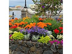 Rock Garden Collection