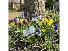 Garden Gems Flower Collection - 100 Bulbs