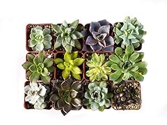 2" Succulents Set of 12 - Variety Pack