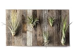 Air Plant Wall Plaque