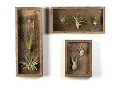 Air Plant Wall Gallery Set