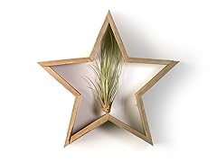 Air Plant Decorative Reclaimed Star