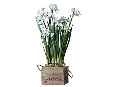 Paperwhites in a Reclaimed Peace Branded 6" Box