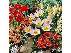 Traveling Ground Tulip Collection