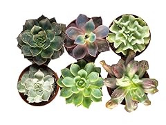 4" Succulents Set of 6 - Variety Pack