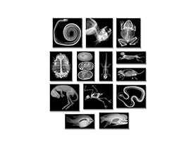 Roylco Animal X-Rays, 8" x 10", 28 Pcs