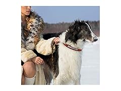 BEARS Premium Dog Collar (S)