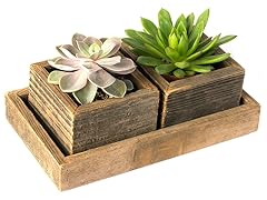 Succulent Duo Reclaimed Planter and Tray