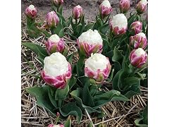 Double Scoop Ice Cream Tulip Flowers