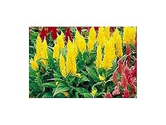 Celosia Castle Series Yellow Seeds