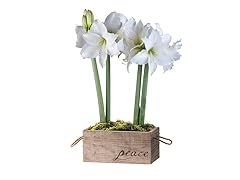 Amaryllis White Christmas Duo in a Peace Branded Reclaimed Wooden Box