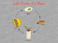 Life Cycle of a Taco