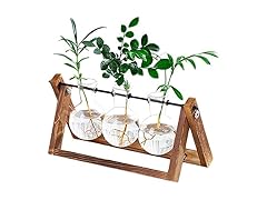 Water Planting Glass Vase w/Wood Stand