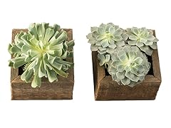 Succulent Duo Reclaimed Cubes 2 plants