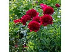 Black Raspberry Peony Flowers - 3 Bulbs
