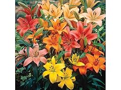 Mixed Asiatic Lilies (20-Pack)