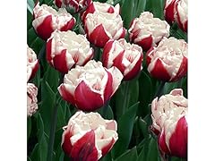 Tulipa Ice Cream 3 Bulbs