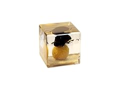 REALBUG Real Dung Beetle Cube