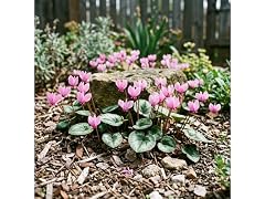 Pink Crush Cyclamen Flowers