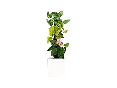 Tevatower Mini Smart Self-Watering Garden
