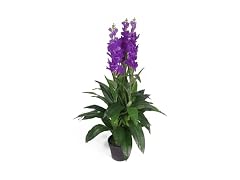 Leaf LEAF-7243 100cm Artificial Cymbidium Orchid Plant-Extra Large