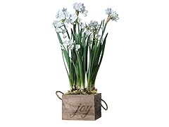 Paperwhites in a Recalimed Joy Branded 6" Box