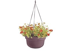 6PK Hanging Basket, 12-Inch, Exotica