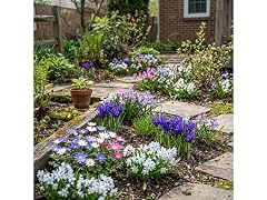 Rock Garden Flower Collection - 55 Bulbs