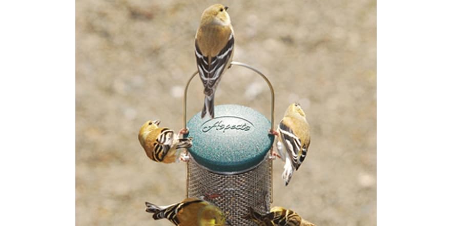 Spruce Nyjer Mesh Finch Feeder Medium