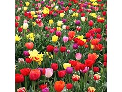 Mixed Double Tulip Late Blooming Flowers