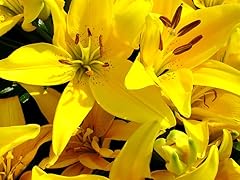 10 Dwarf Patio Oriental Lily Bulbs