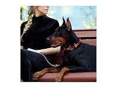 BEARS Premium Dog Collar (L)