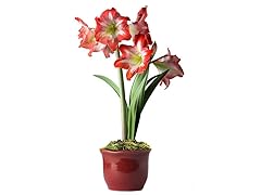 Amaryllis Minerva Flower in a Red Reactive Cachepot
